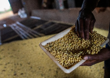 Depois de logística e fertilizantes, o novo desafio do agronegócio: onde guardar a produção?