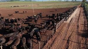 iRancho oferece ao pecuarista sistema de rastreabilidade por consequência