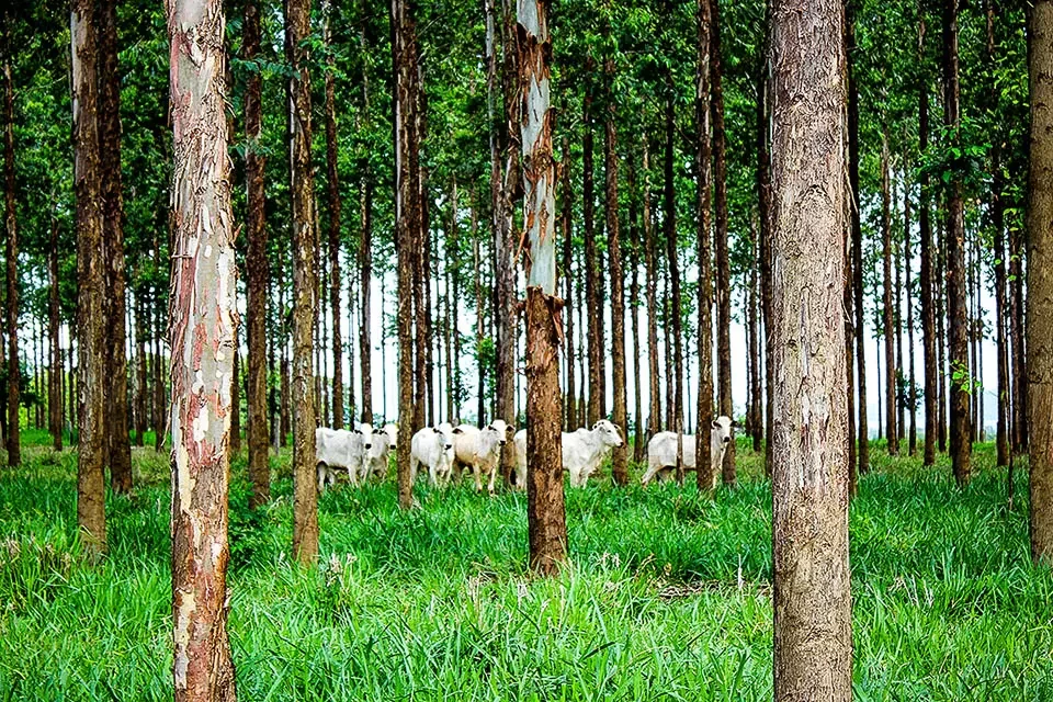 Dez recomendações para um mercado de carbono regulado no Brasil