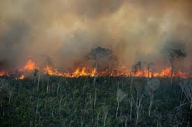 Dia Mundial do Meio Ambiente: 50 anos depois de evento que deu início a debates, Amazônia está no centro da discussão