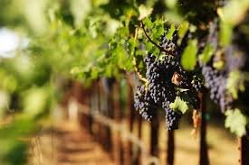 Histórias em Torno das Taças - Eu, Sommelier - Raquel de Paiva - Dos Eventos ao Vinho Brasileiro