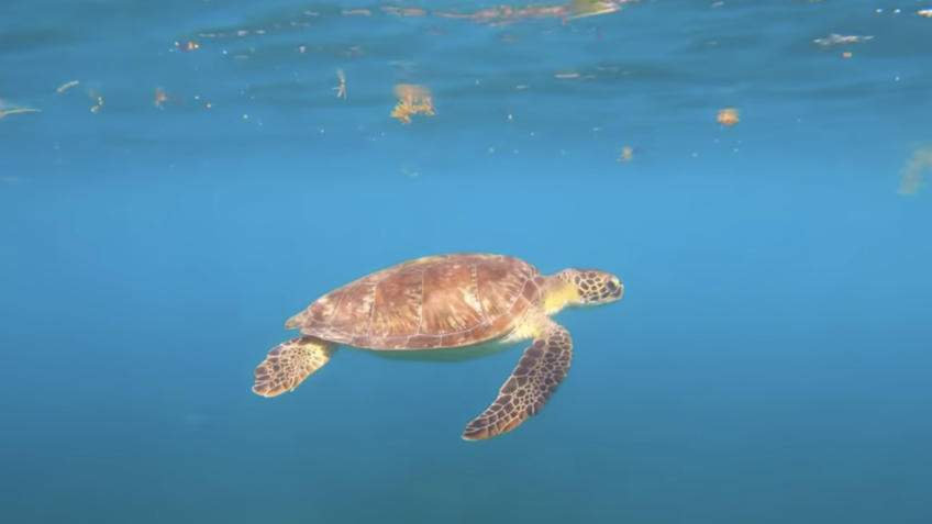 ONU chega a acordo histórico para proteção da biodiversidade dos oceanos
