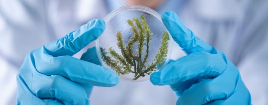Projeto usa IA e bioquímica para rastrear madeira retirada da Amazônia