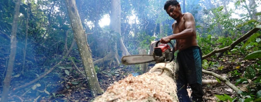 Google e TNC Brasil vão rastrear madeira ilegal da Amazônia