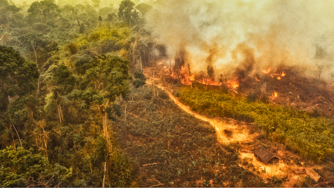 Desmatamento da Amazônia pode provocar perdas de US$ 317 bilhões por ano