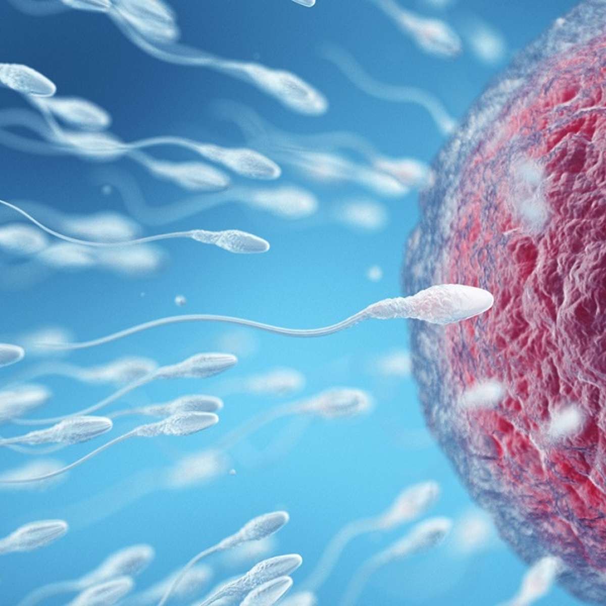 Cientistas criam IA que escolhe os melhores espermatozoides
