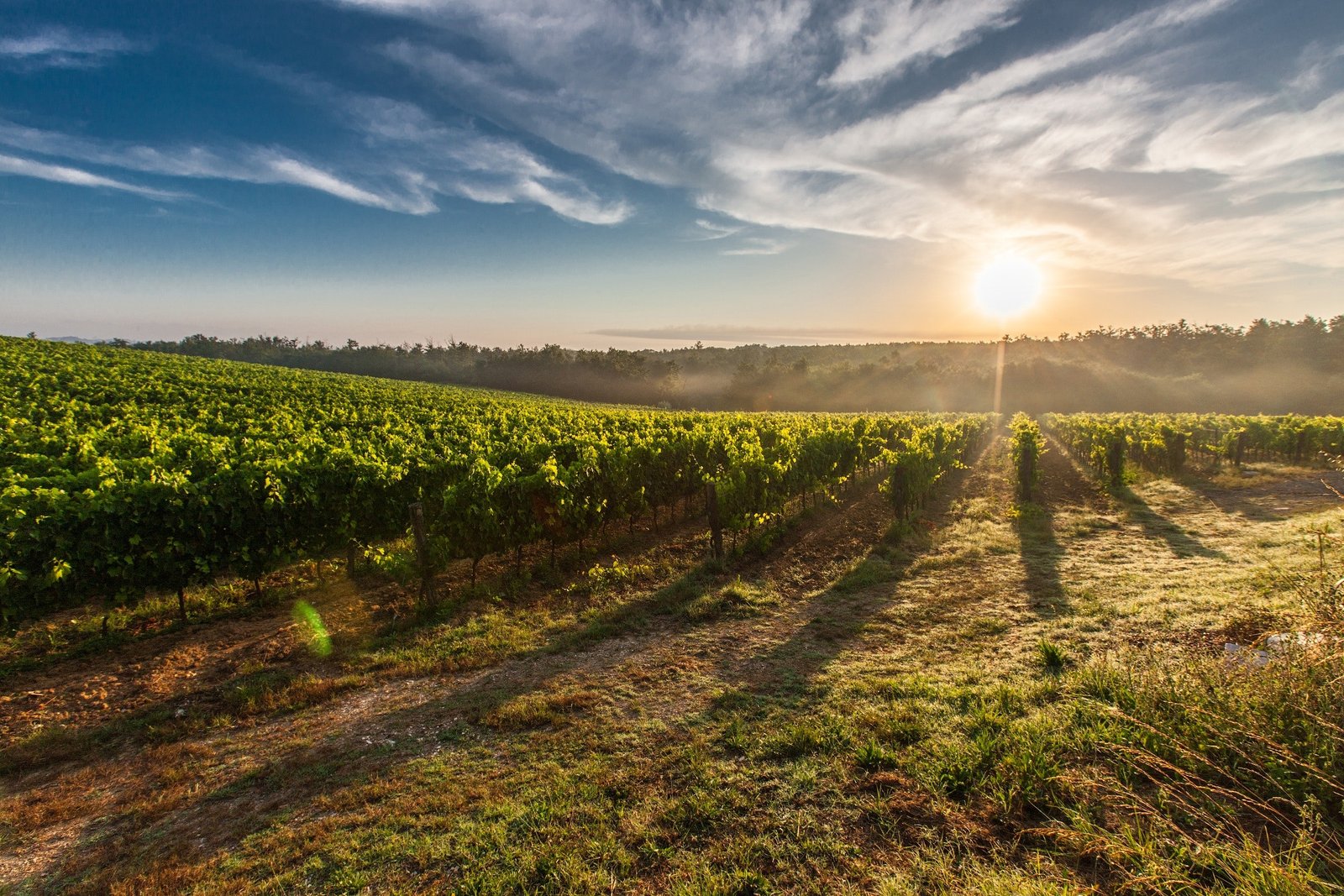 A Rota de Vinícolas Mais Longa do Mundo
