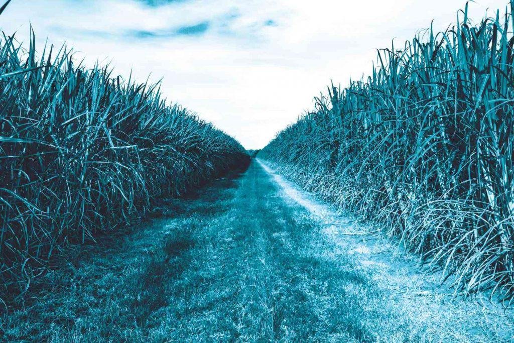 Por que a solução energética mundial passa pelo campo