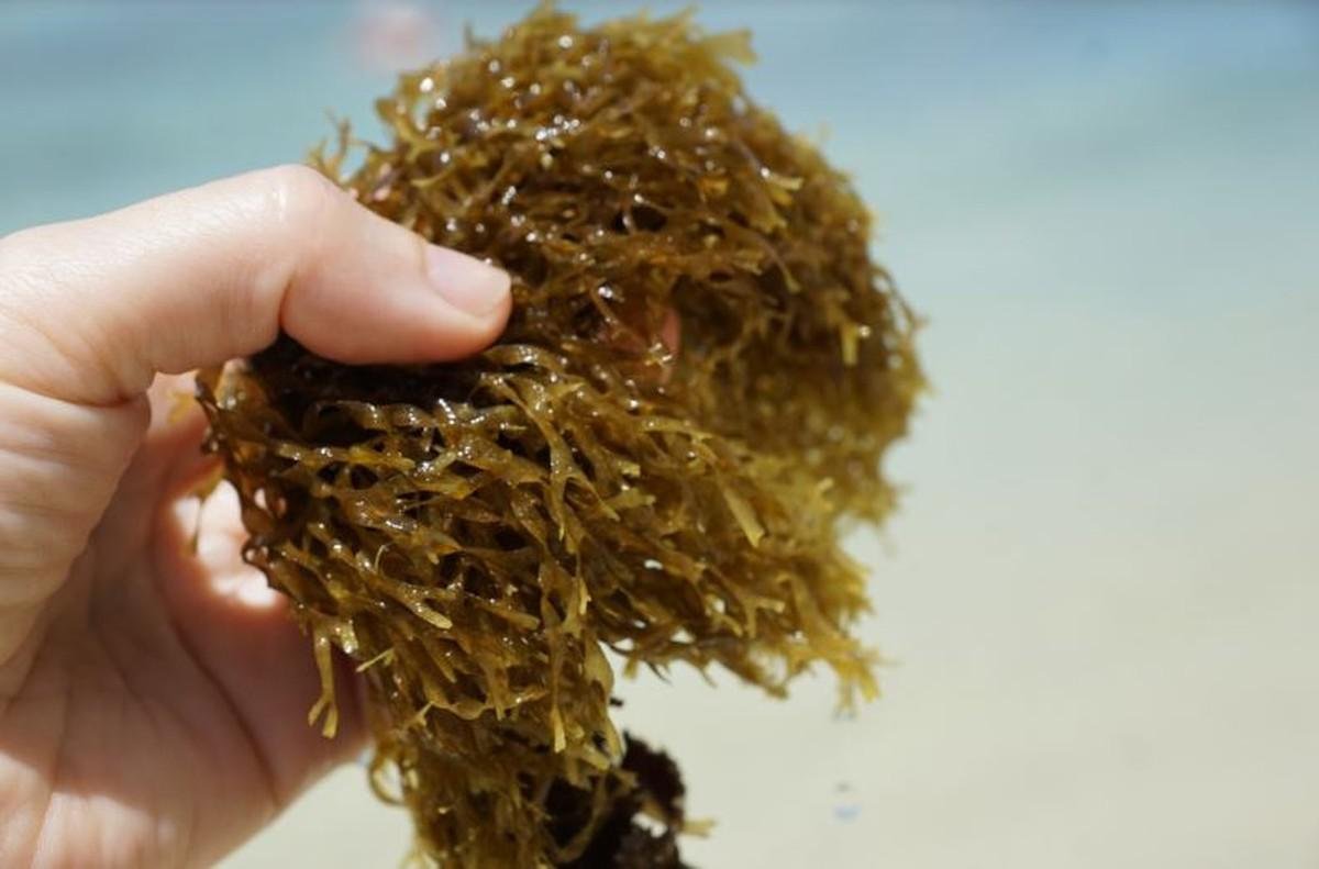 Tecnologias verdes já permitem o aproveitamento total de macroalgas pela indústria cosmética