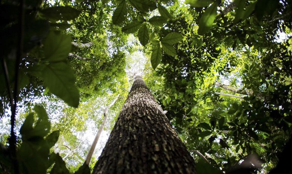 Conhecimento local é fonte para pesquisa na floresta amazônica