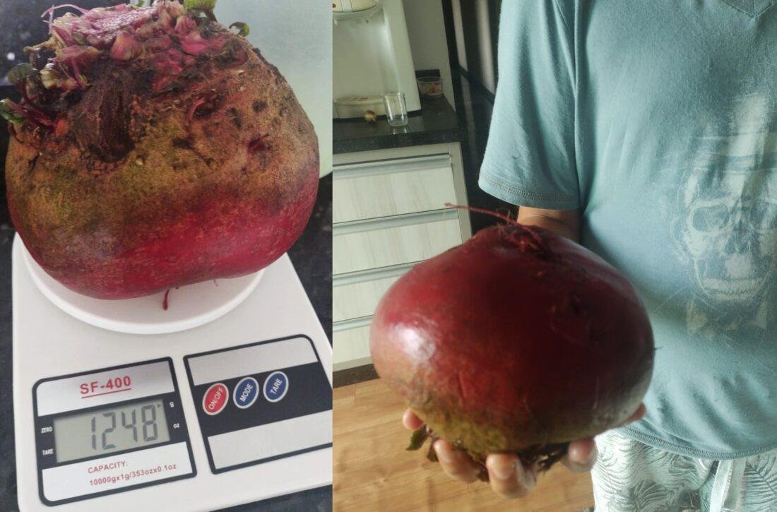 Agricultores de São João do Triunfo se surpreendem ao colhem beterraba gigante sem uso de adubo ou veneno