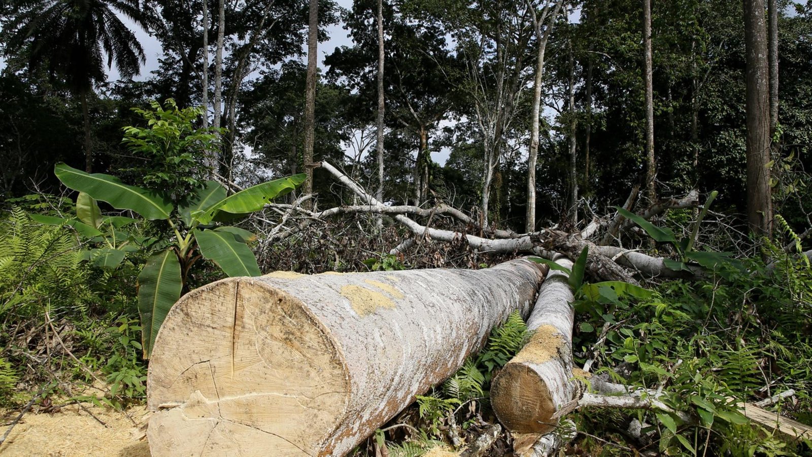 "Espero que o mercado voluntário de créditos de carbono acabe logo"