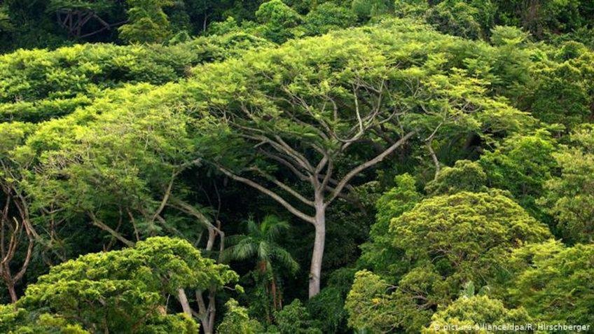 Investimentos digitais pela preservação da Amazônia ganham adeptos, mas não salvam a mata
