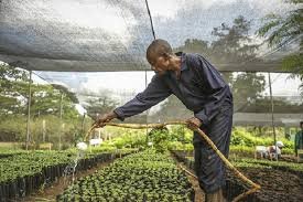 Terraformation lança o primeiro acelerador florestal do mundo com foco na biodiversidade
