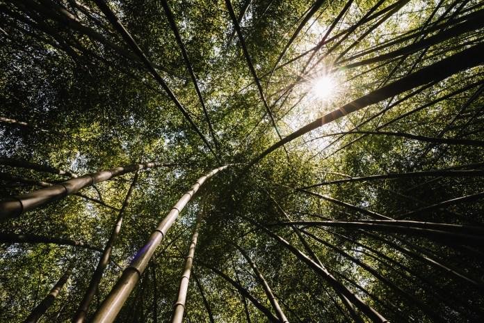 CEOs mundiais veem a sustentabilidade como via de crescimento