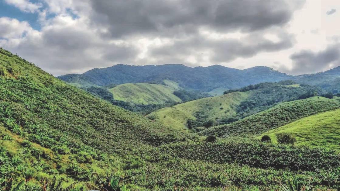 Operação contra o desmatamento da Mata Atlântica